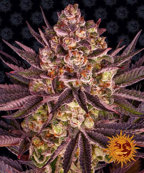 barneys farm BISCOTI MINTZ fem x3