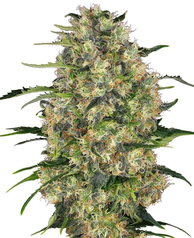 Sensi seeds black domina fem x3