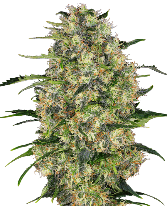 Sensi seeds black domina fem x3