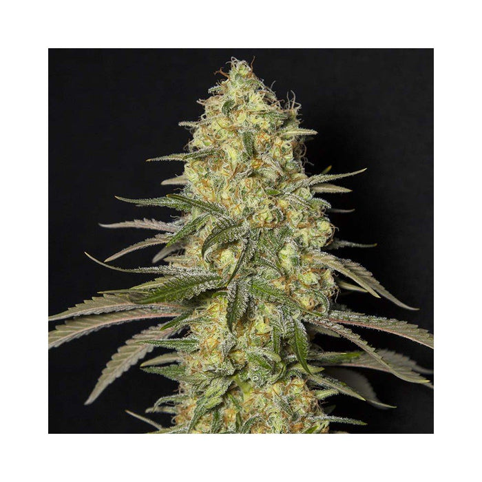 Eva seeds black dream fem x3+1