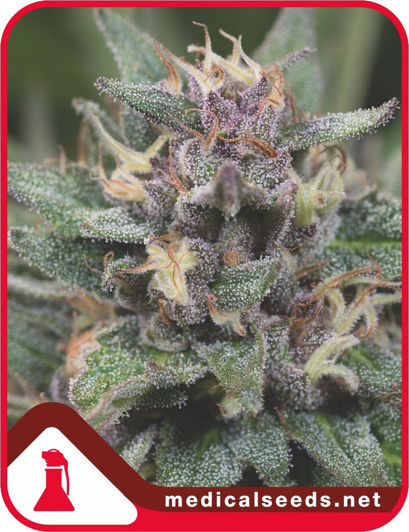 Medical seeds auto bluehell x3