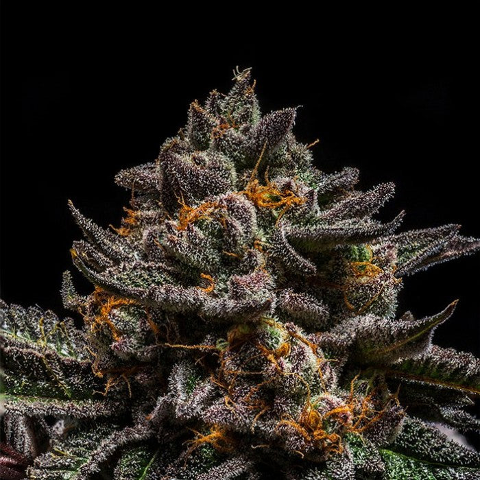 Ripper seeds brain cake fem x3