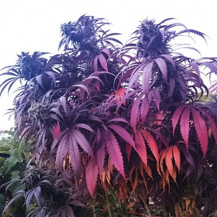 Dutch passion bubba island kush fem x3