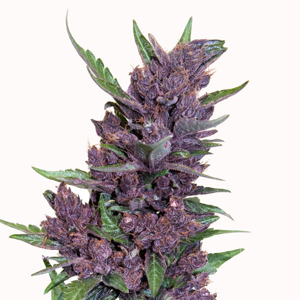 Buddha seeds PURPLE KUSH auto x3+1
