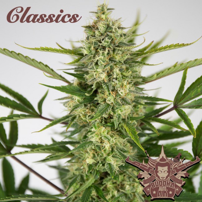 Buddha seeds CLASSIC AUTO AK X3