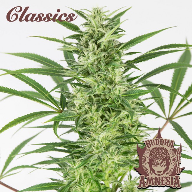 Buddha seeds CLASSIC AUTO AMNESIA X3