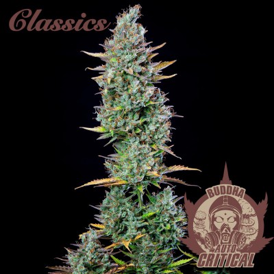 Buddha seeds CLASSIC AUTO CRITICAL  X3