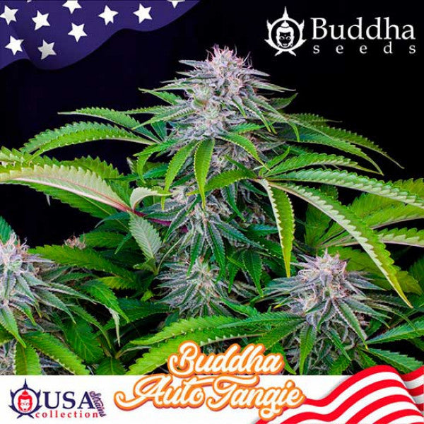 buddha seeds tangie auto x3