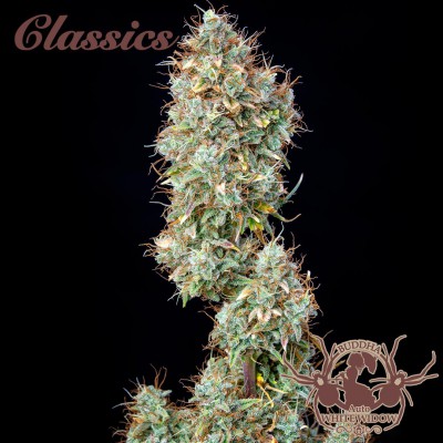 BUDDHA CLASSIC AUTO WHITE WIDOW  X3