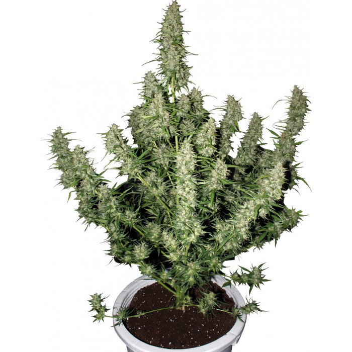 Buddha seeds MAGNUM auto x3+1