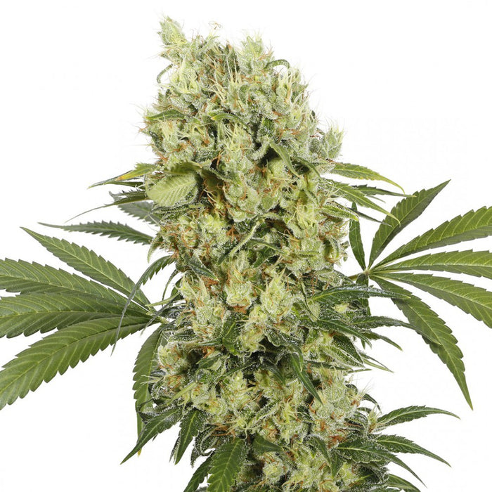 buddha seeds MEDIKIT fem x3+1