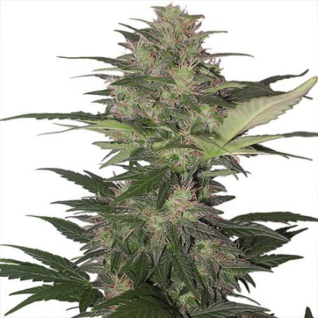 buddha seeds SYRUP auto x3+1