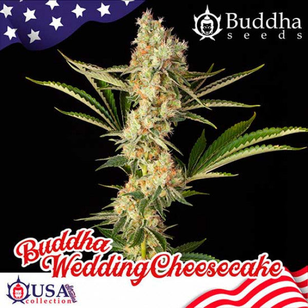 buddha seeds WEDDING CHEESECAKE fem x3+1