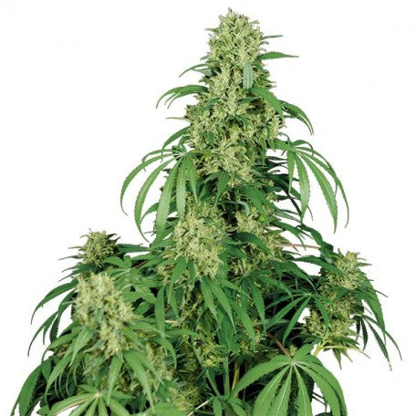 Buddha seeds Calamity jane auto x3