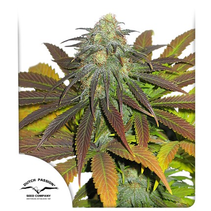 dutch passion california orange fem  x3