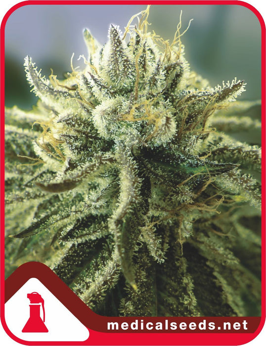 Medical seeds canadian kush 2.0 fem x3