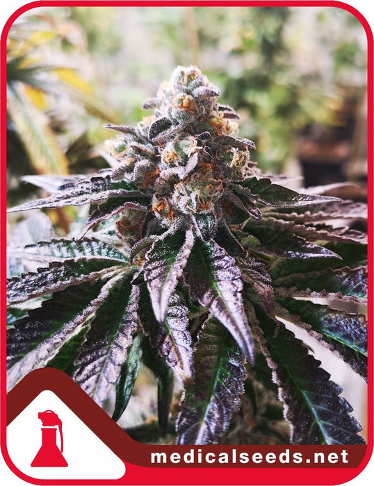 Medical seeds cookies purple punch fem x3