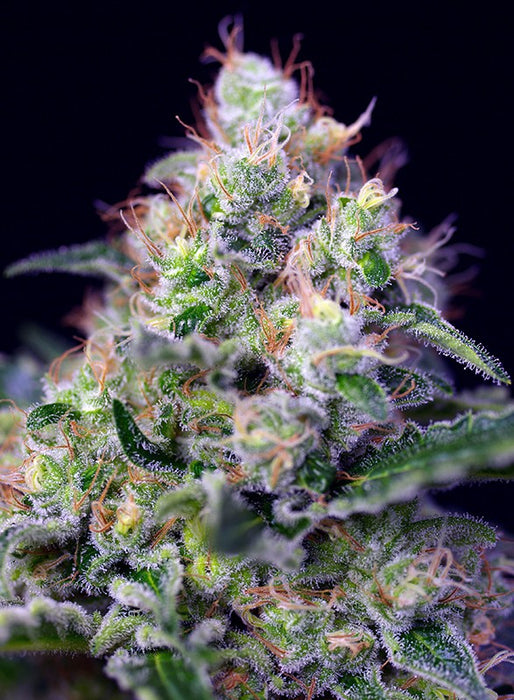 Sweet seeds cream caramel fem x3+1