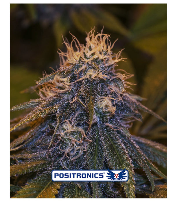 positronics auto  critical 47 x5