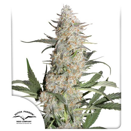 dutch passion critical orange punch fem x3