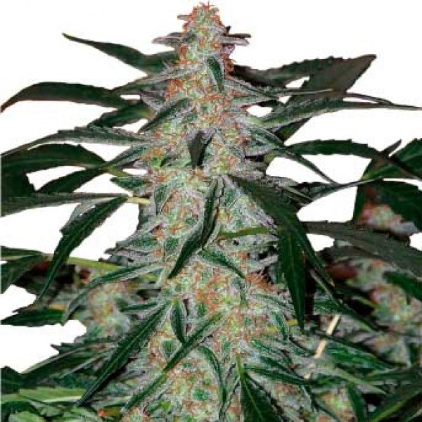 buddha seeds DEIMOS auto x3