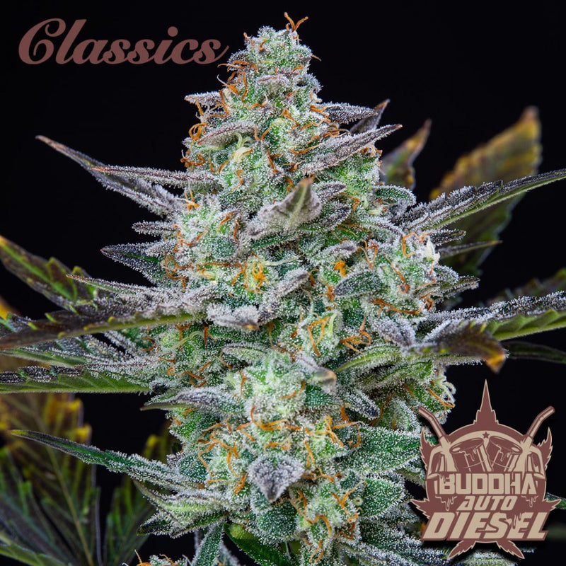 Buddha seeds CLASSIC AUTO DIESEL X3