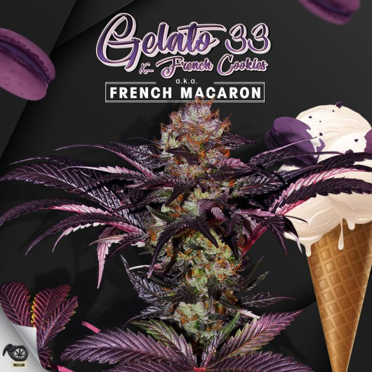 T.H seeds french macaron x2 fem