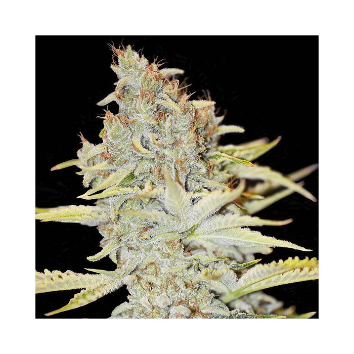 Eva seeds furious candy fem x3