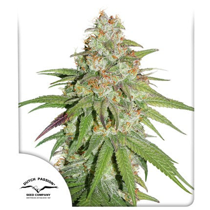 Dutch Passion glueberry og fem x3