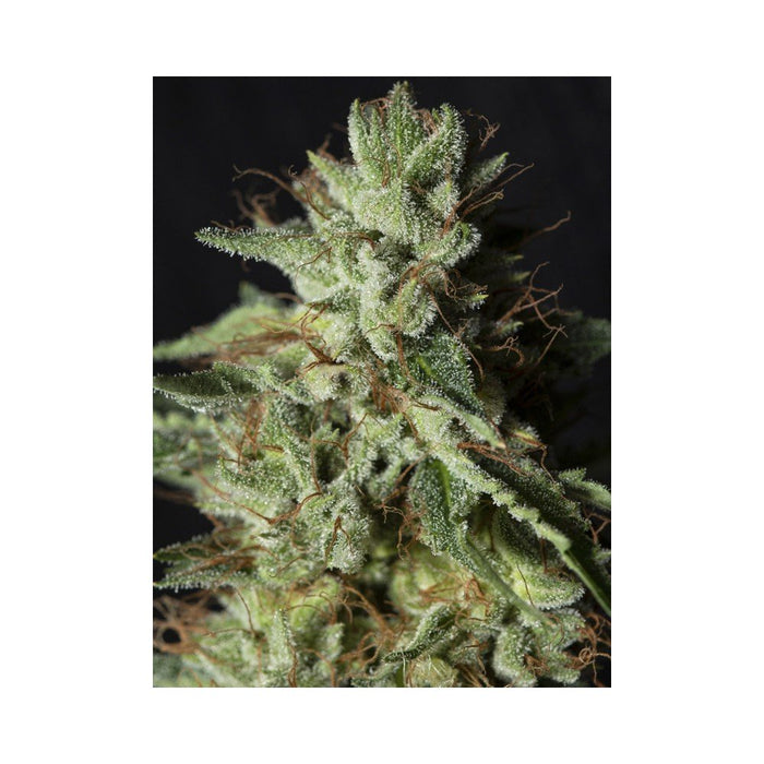 Eva seeds gorilla candy fem x3+1