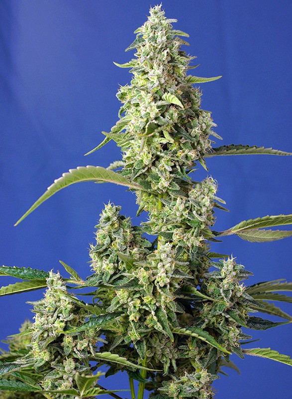 Sweet seeds auto gorilla girl xl x3+1