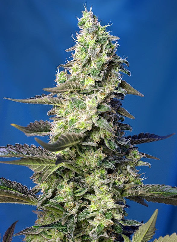 Sweet seeds auto green poison xl  x3+1