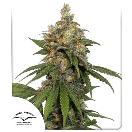dutch passion hifi 4g fem x3