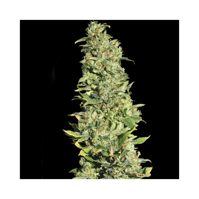 Eva seeds high level fem x3