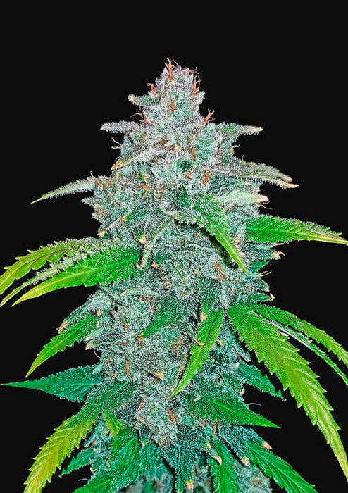 Fast buds blue dream’ matic auto x3