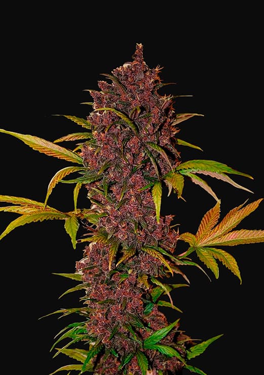 Fast buds LSD 25 auto x3