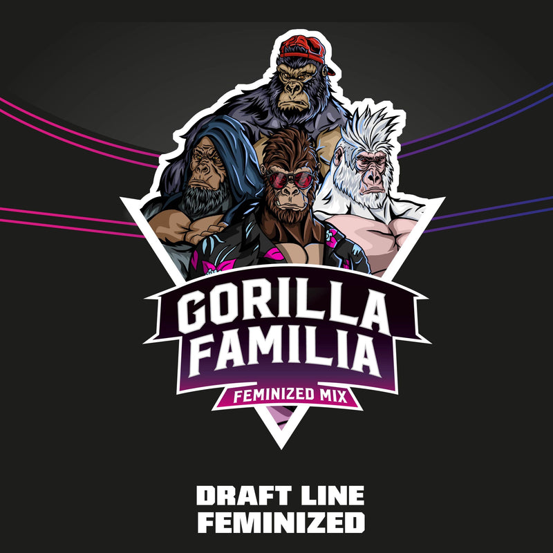 Gorilla familia x12 fem bsf seeds