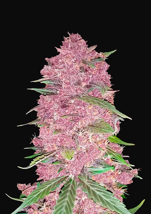 Fast buds Purple lemonade auto x3