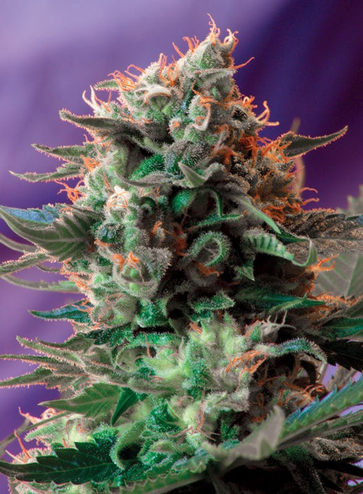 Sweet seeds jack 47 fem 3+1