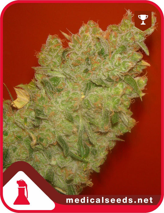 Medical seeds jack la mota fem x3+2