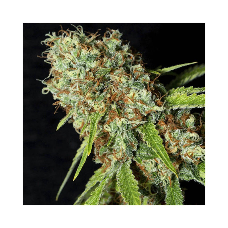 Eva seeds jamaica dream CBD fem x3