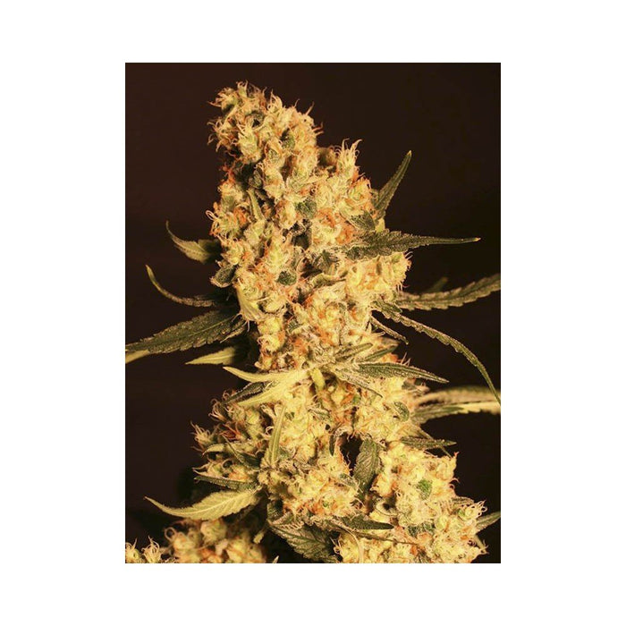 Eva seeds jamaica dream fem x3+1