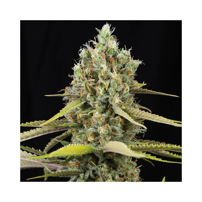 Eva seeds lemon king fem x3+1