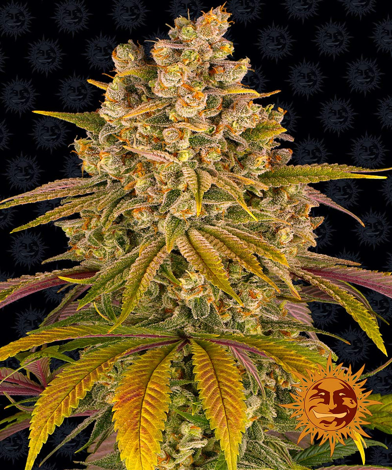 barneys farm LEMON TREE fem x3
