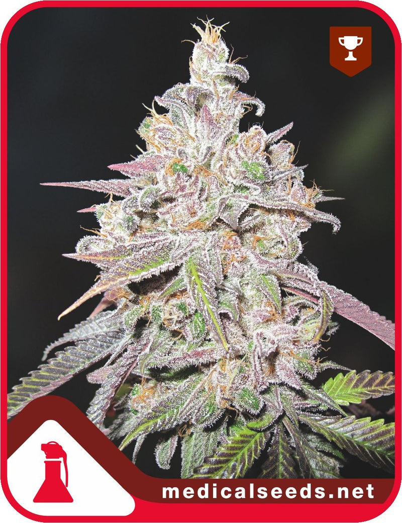 medical seeds mendocino channel kush fem x3