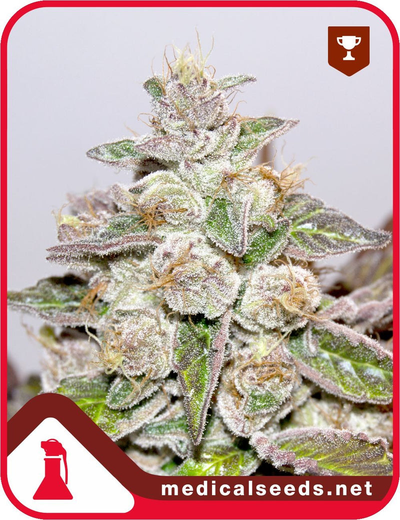 medical seeds mendocino purple kush fem x3