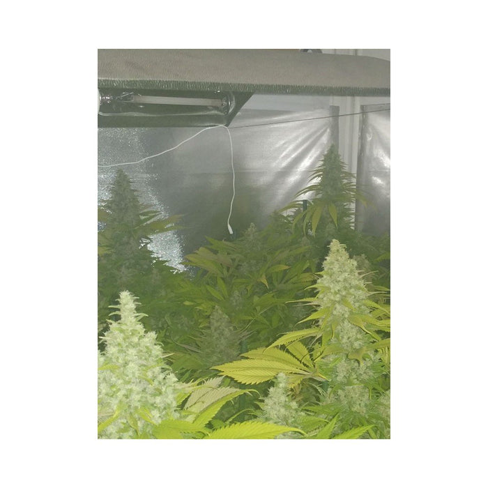 Eva seeds monster fem x3+1