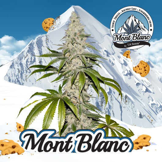 T.H seeds mont blanc x2 fem