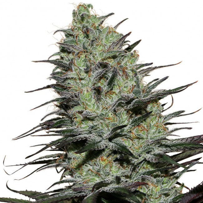 buddha seeds morpheus fem x3