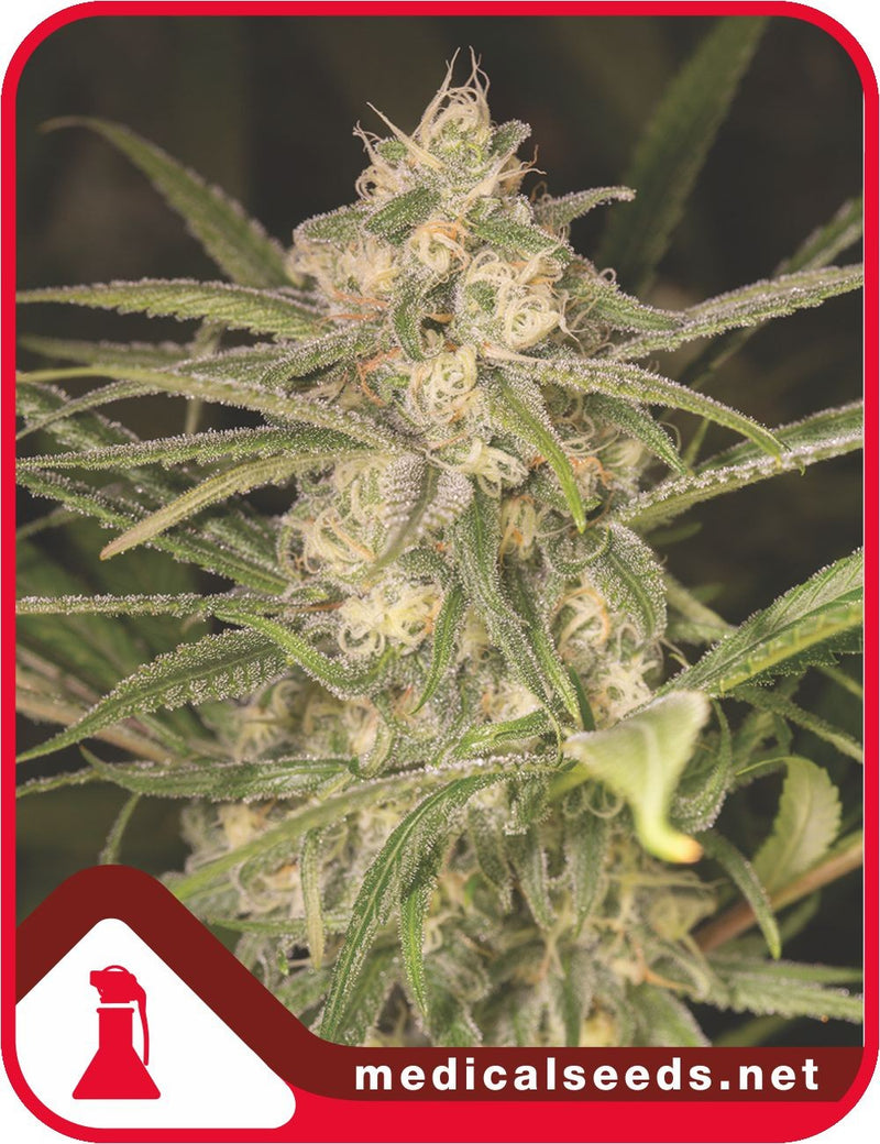Medical seeds auto no name x3
